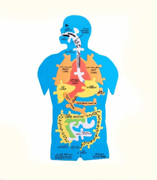 پازل فومی اعضای بدن | قیمت + مشخصات | فروشگاه اینترنتی ایران بنک